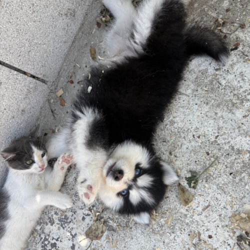 Pomsky pomsky #4