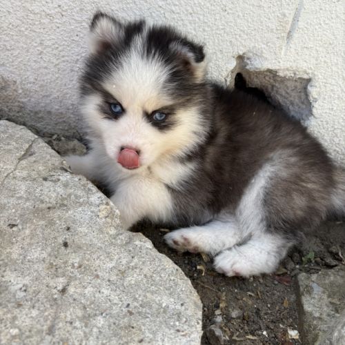 Pomsky pomsky #5
