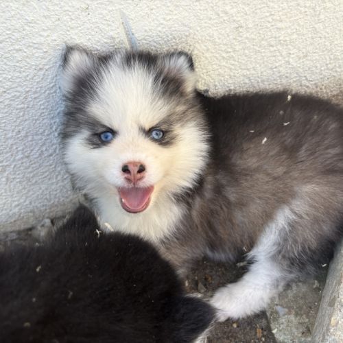 Pomsky pomsky #6