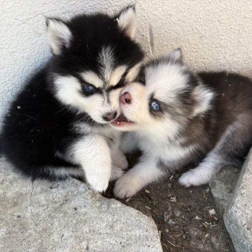 Pomsky pomsky #7
