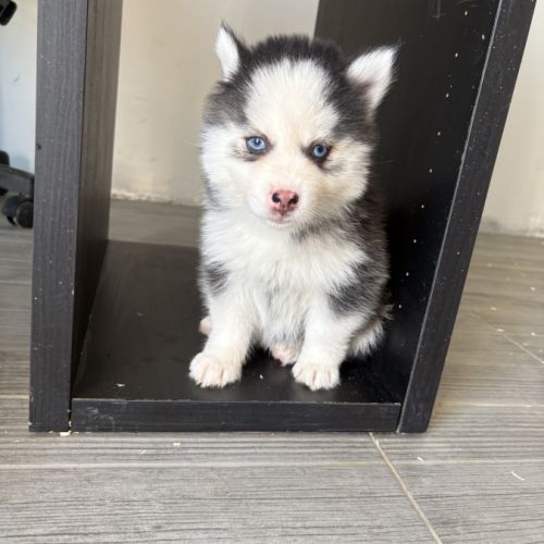 Pomsky pomsky #8