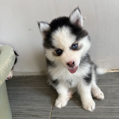 Pomsky pomsky #9