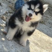 Pomsky pomsky