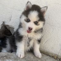 Pomsky pomsky #2
