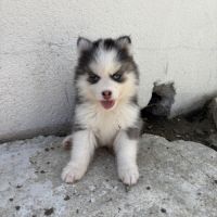 Pomsky pomsky #3