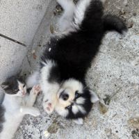 Pomsky pomsky #4
