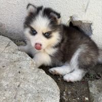Pomsky pomsky #5