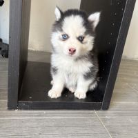 Pomsky pomsky #8