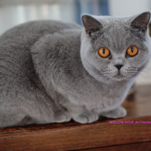Fem/ bleue british shorthair loof 2ans #1