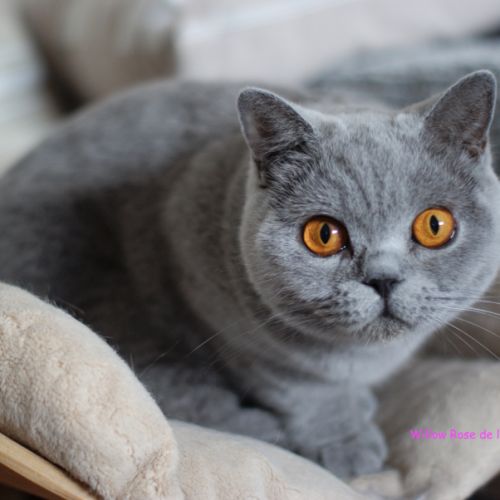 Fem/ bleue british shorthair loof 2ans #2