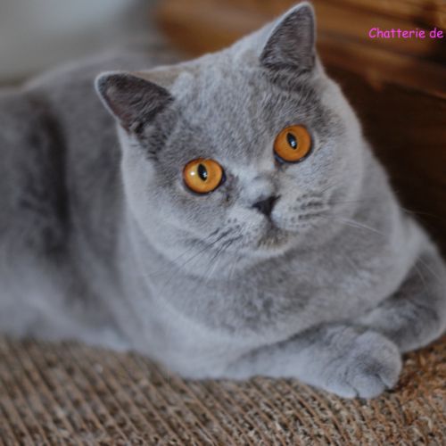 Fem/ bleue british shorthair loof 2ans #0