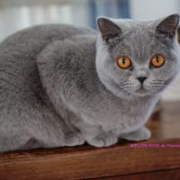 Fem/ bleue british shorthair loof 2ans #1