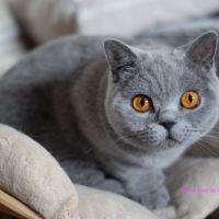 Fem/ bleue british shorthair loof 2ans #2