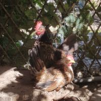 Vente de jeunes coqs serama malais.