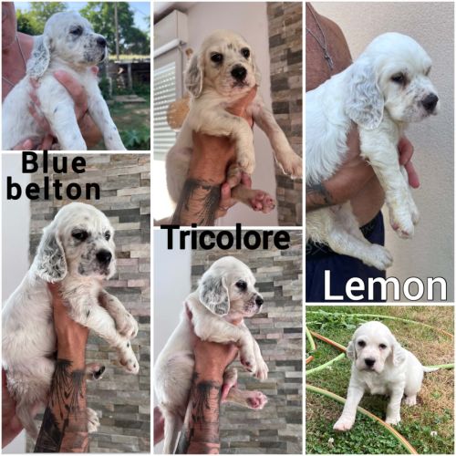 Chiots setter anglais lof #1