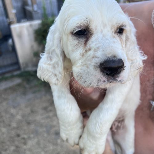 Chiots setter anglais lof #2