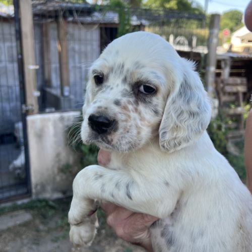 Chiots setter anglais lof #3