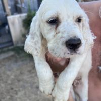 Chiots setter anglais lof #2
