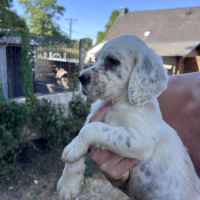 Chiots setter anglais lof #0