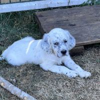 Chiots setter anglais lof #6