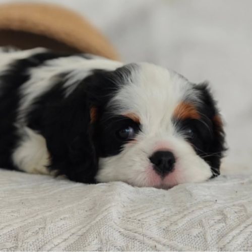 Magnifique chiots cavalier king charles #1