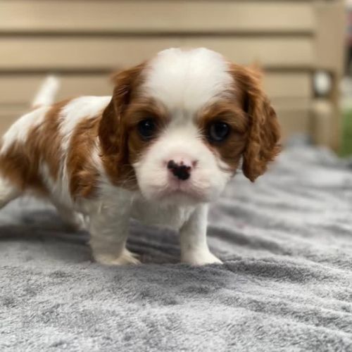 Magnifique chiots cavalier king charles #0