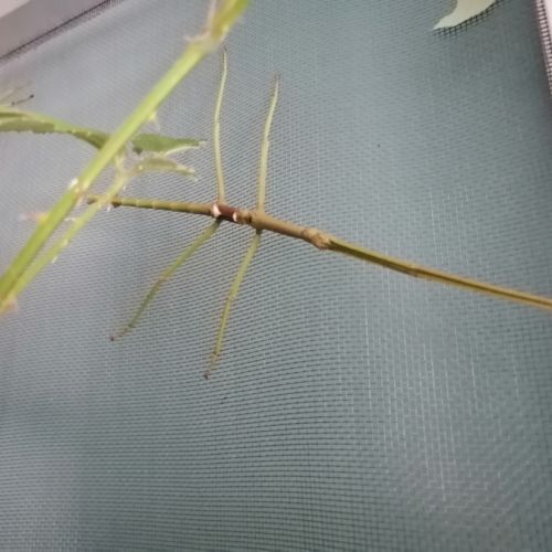 Pharnacia ponderosa