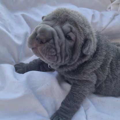 Chiots shar-pei lof #2