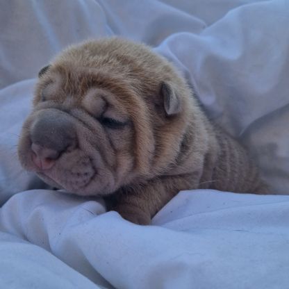 Chiots shar-pei lof #4