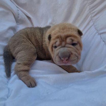 Chiots shar-pei lof #5