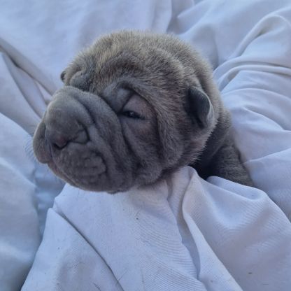 Chiots shar-pei lof #0