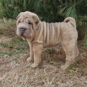 Chiots shar-pei lof