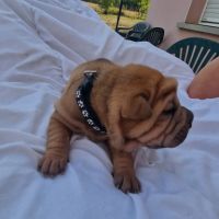 Chiots shar-pei lof #1