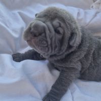 Chiots shar-pei lof #2