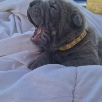 Chiots shar-pei lof #3