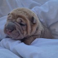 Chiots shar-pei lof #4