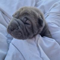 Chiots shar-pei lof