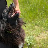 Luna rêve d'un foyer qui l'aime #2