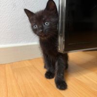 Louba à la réservation