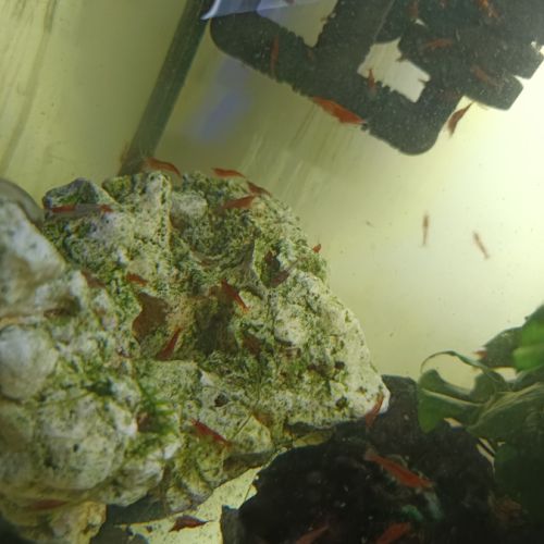 Crevettes red cherry #0