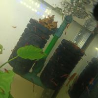 Crevettes red cherry #2