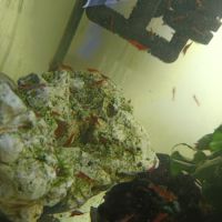 Crevettes red cherry