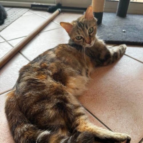 Fidji à l'adoption #0