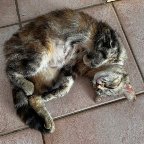 Fidji à l'adoption #2