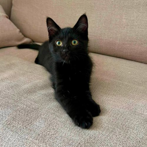 Bagheera, très joueuse, curieuse, pleine d’énergie #0