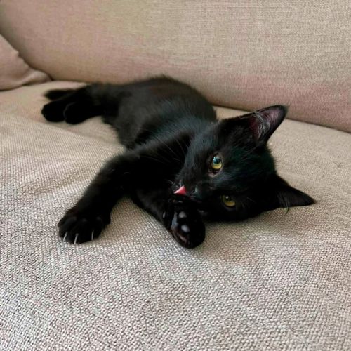 Bagheera, très joueuse, curieuse, pleine d’énergie #3