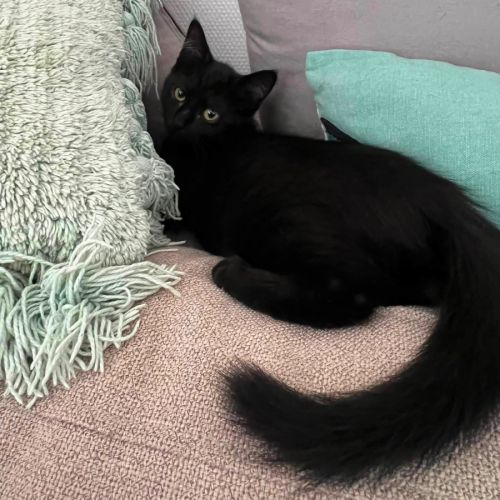 Bagheera, très joueuse, curieuse, pleine d’énergie #4