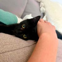 Bagheera, très joueuse, curieuse, pleine d’énergie #2