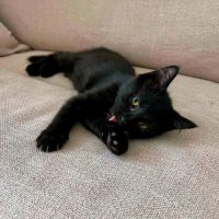 Bagheera, très joueuse, curieuse, pleine d’énergie #3