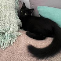 Bagheera, très joueuse, curieuse, pleine d’énergie #4